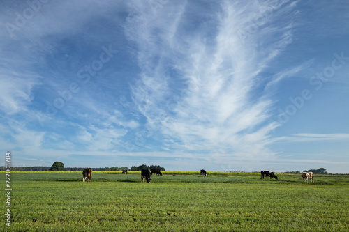 Slowly walking cows on a green pasture with a blue sky with white clouds