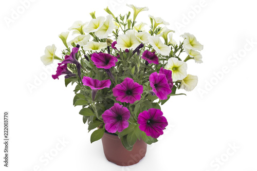 Wallpaper Mural White and magenta blooming petunia flowers in flower pot, closeup, isolated on white background. Petunia hybrida in bloom, close up. Torontodigital.ca