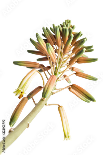 Closeup of orange and yellow fade blooming Aloe vera flowers  isolated on white background