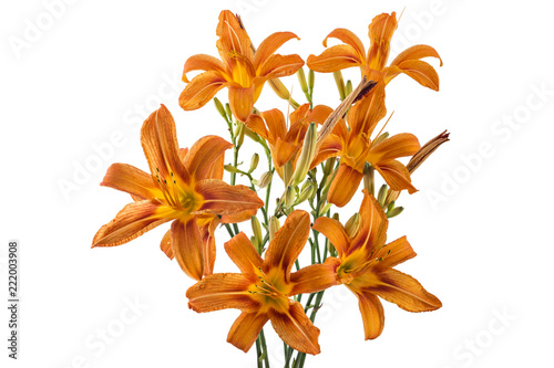 Beautifil bouquet of fresh orange day lily, orange daylily, roadside daylily, tawny daylily, tiger daylily, Close up of a Hemerocallis fulva in bloom on white background