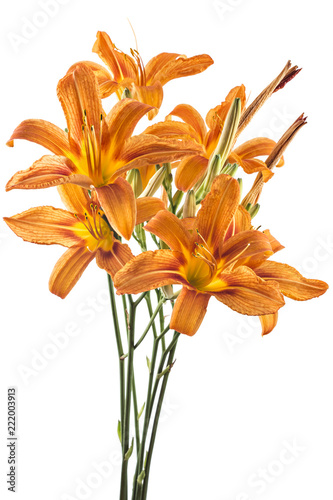 Beautifil bouquet of fresh orange day lily, orange daylily, roadside daylily, tawny daylily, tiger daylily, Close up of a Hemerocallis fulva in bloom on white background