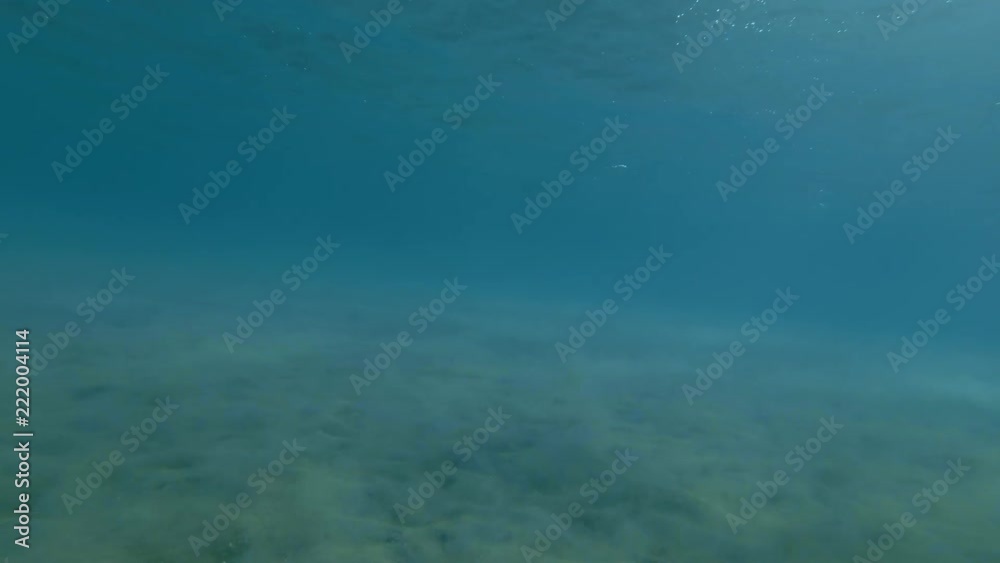 Tidal wave raises sand from the bottom of the sea (Underwater shot, 4K / 60fps)
Tidal wave raises sand from the bottom of the sea (Underwater shot, 4K / 60fps)