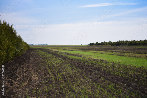 Field sown with winter crops
