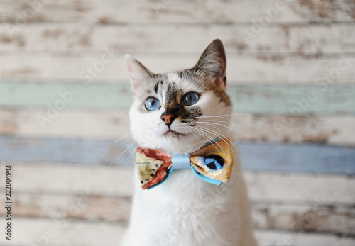 Portrait of white fluffy blue-eyed cat in a bow tie against a vintage wooden wall