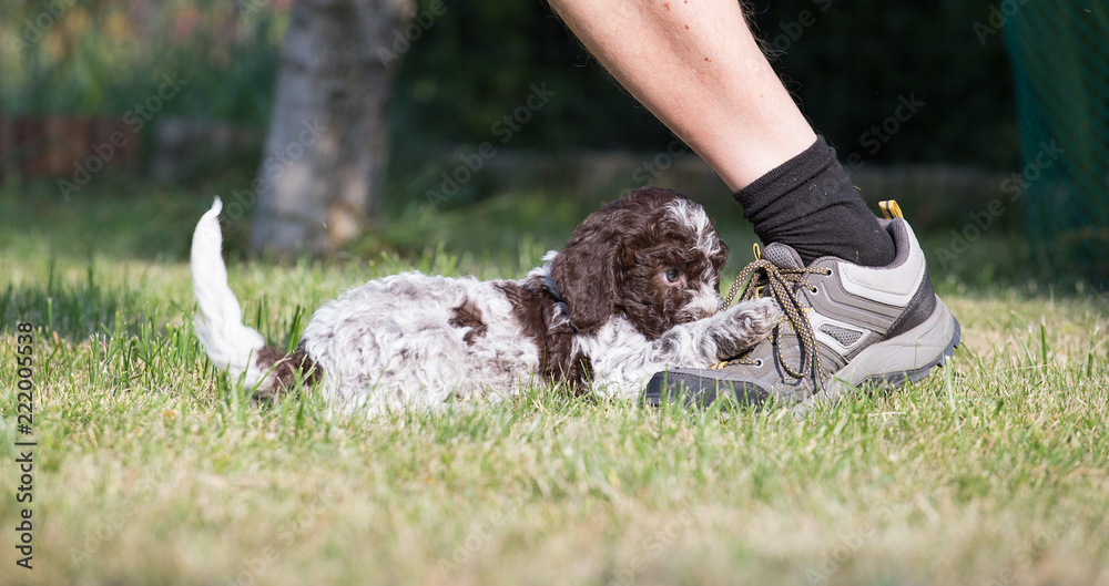 Puppy lagotto romagnolo pulling the shoe of her guardian behind laces