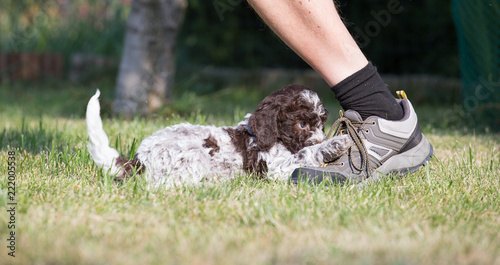 Obraz na płótnie Puppy lagotto romagnolo pulling the shoe of her guardian behind laces w salonie