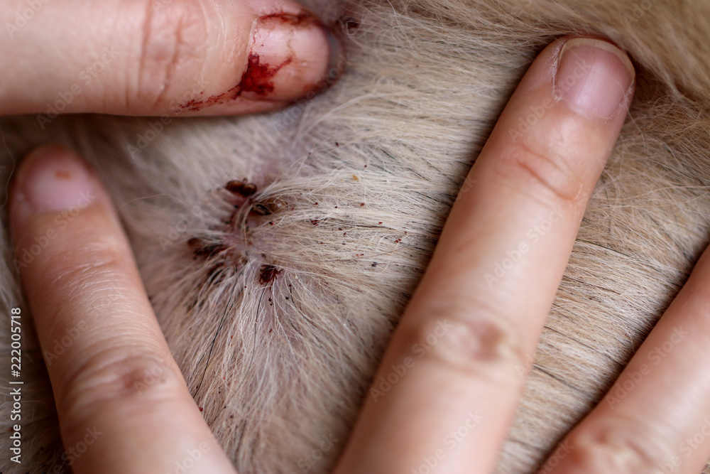 find a tick on dog skin Stock Photo Adobe Stock