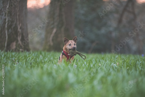dog playing in long grass © Owen