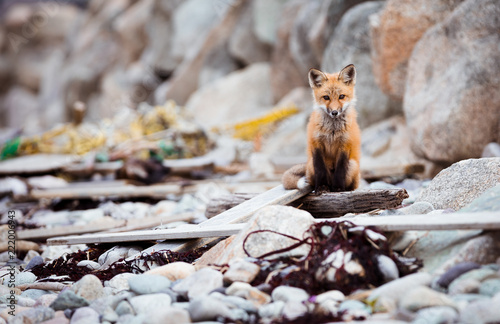 Slika na platnu Resilience Of A Fox
