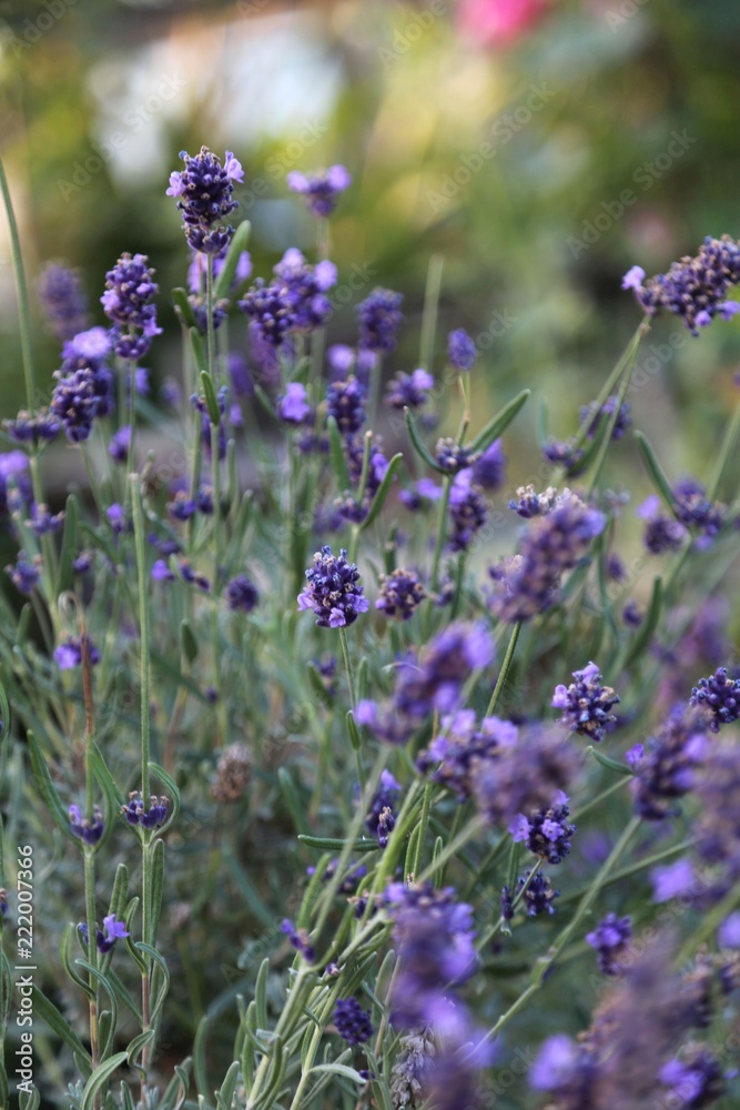 Obraz premium lavender flowers