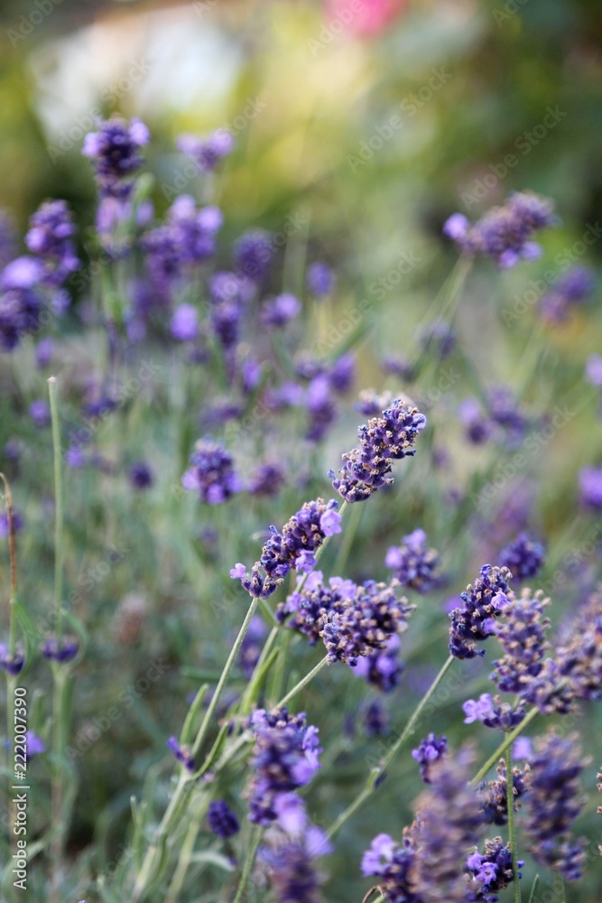 lavender flowers lavender flowers