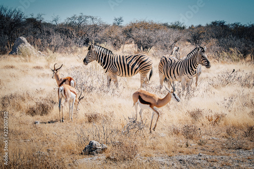 Gruppe Zebras und Springb  cke im Etosha National Park  Namibia
