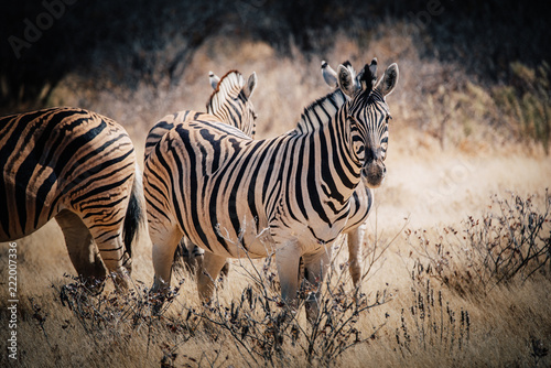 Zebra Portrait, Etosha National Park, Namibia