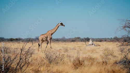 Fototapeta Naklejka Na Ścianę i Meble -  Helle Giraffe durch das Grasland schreitend, Etosha National Park, Namibia