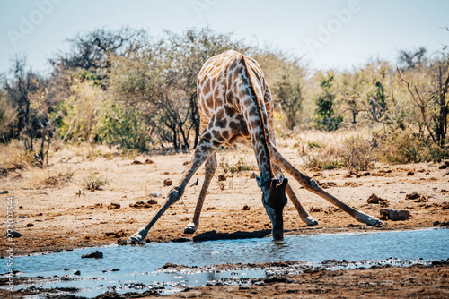 Trinkende Giraffe am Wasserloch, Etosha National Park, Namibia