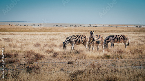 Zebras in der Ebene  Etosha National Park  Namibia