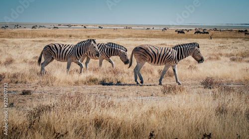 Zebras in der Ebene  Etosha National Park  Namibia
