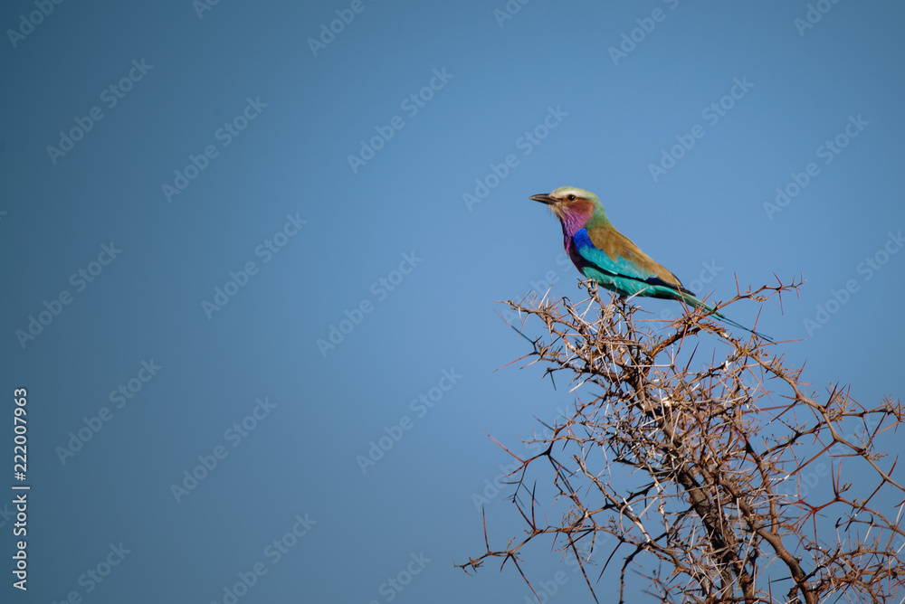 Gabelracke auf Baum, Etosha National Park, Namibia