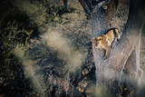 Leopard im Baum, den Betrachter anschauend, Namibia