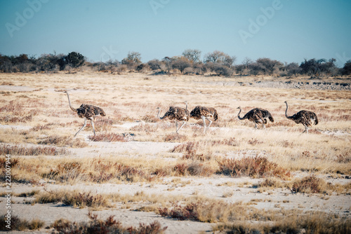 Strau  en-Gruppe in der Ebene  Etosha National Park  Namibia