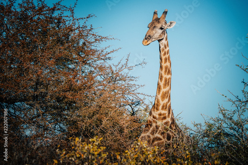 Fressende Giraffe an einem Kameldornbaum in der Abendsonne  Etosha National Park  Namibia