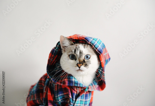 White fluffy blue-eyed cat in a plaid shirt with a hood on a light background. Close-up portrait © sorocka