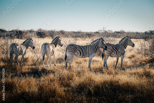 Gruppe Zebras in der Abendsonne  Etosha National Park  Namibia