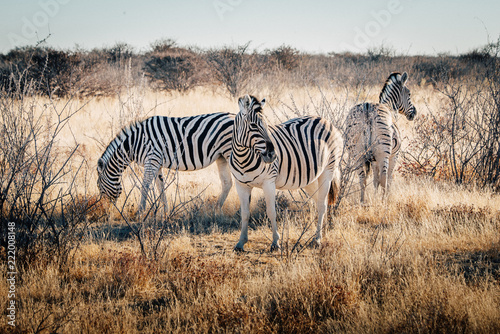 Drei Zebras in der Abendsonne  Etosha National Park  Namibia