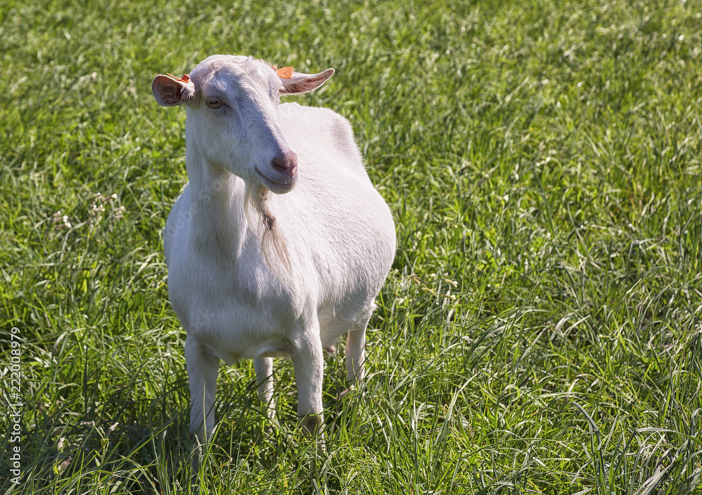 White goat grazing on a green meadow White goat grazing on a green meadow