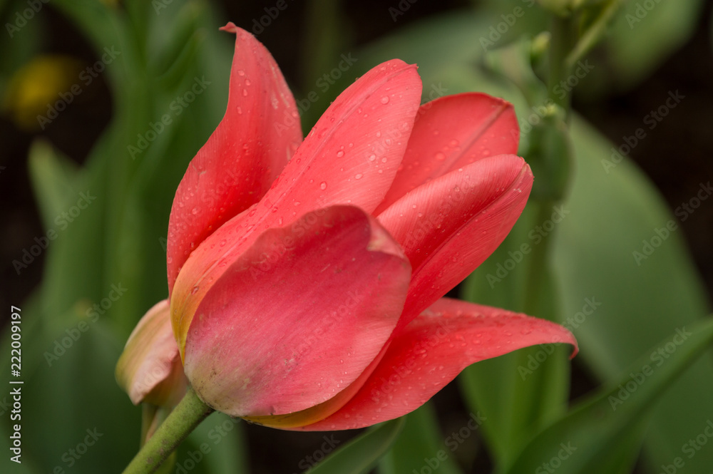 Closeup macro of tulips with raindrops in spring Closeup macro of tulips with raindrops in spring