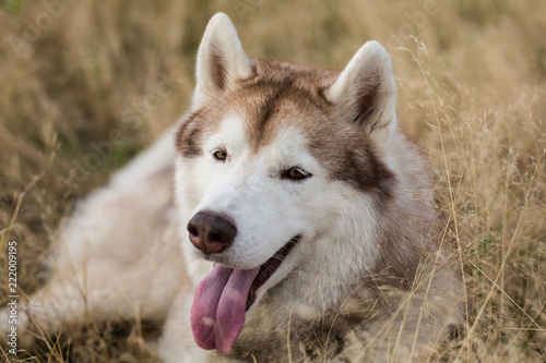 Close-up Portrait of beautiful beige and white siberian husky dog with brown eyes lying in the grass meadow at sunset