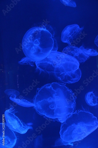 Fototapeta Naklejka Na Ścianę i Meble -  jellyfish in water