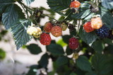 Blackberry berries on bushes, varying degrees of maturity