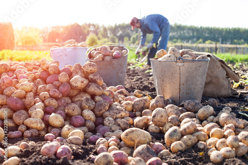 Potato field harvest