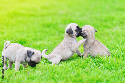 Cute puppies brown Pug playing together in green lawn 