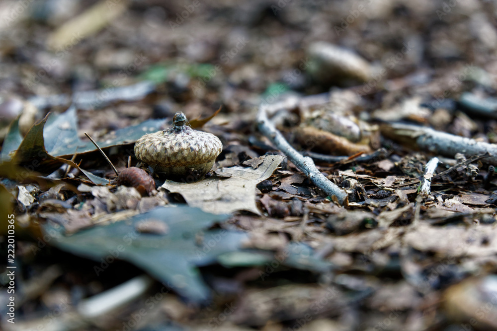 Acorn in Autumn foliage, fall leaves background. Acorn in Autumn foliage, fall leaves background.