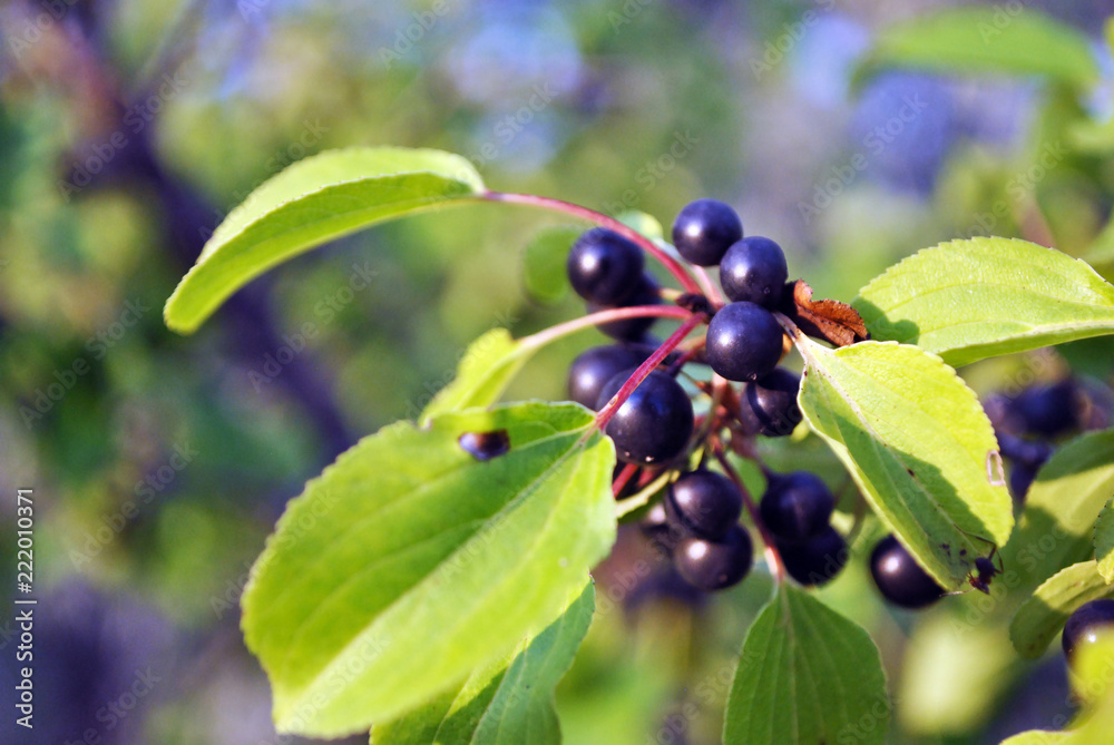 Prunus padus (bird cherry, hackberry, hagberry, Mayday tree) branches with  black berries and leaves on blurry green background Stock Photo | Adobe  Stock
