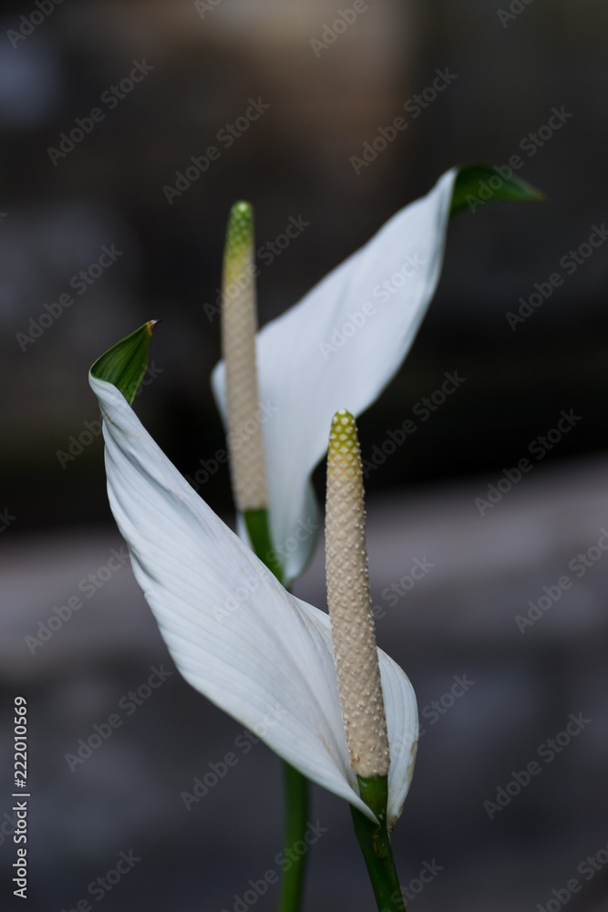 Obraz premium White Tropical Flower Background 1