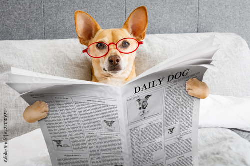 dog in bed reading newspaper © Javier brosch