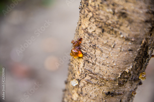 Close-up of Resin on Tree Bark © JK2507