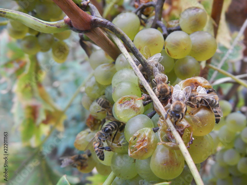 Honey bees eating up grapes photo