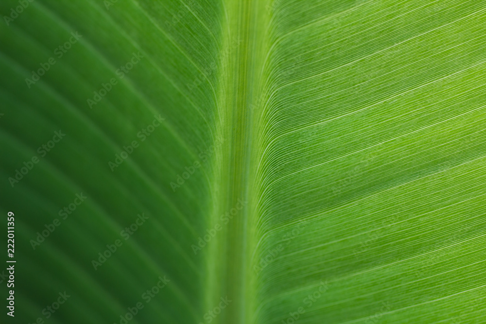 close-up pattern of green Banana leaf surface background close-up pattern of green Banana leaf surface background