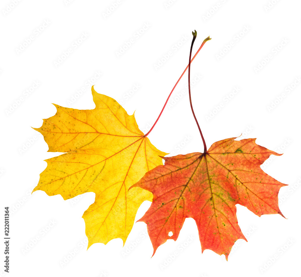 Autumn red yellow maple leaves isolated white background Autumn red yellow maple leaves isolated white background