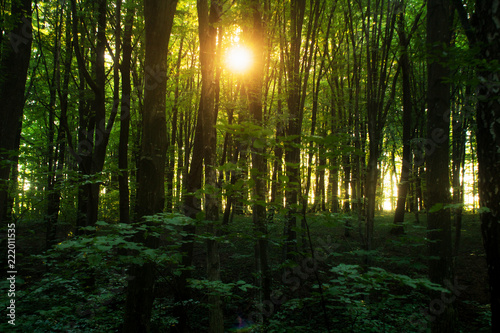 Beech forest. Main forest-forming species of European forests