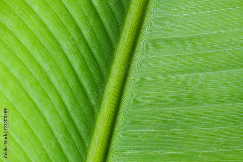 close-up pattern of green Banana leaf surface background