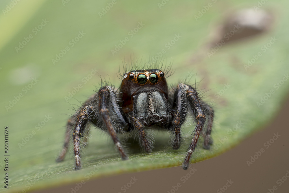 closeup of spider on leaf closeup of spider on leaf