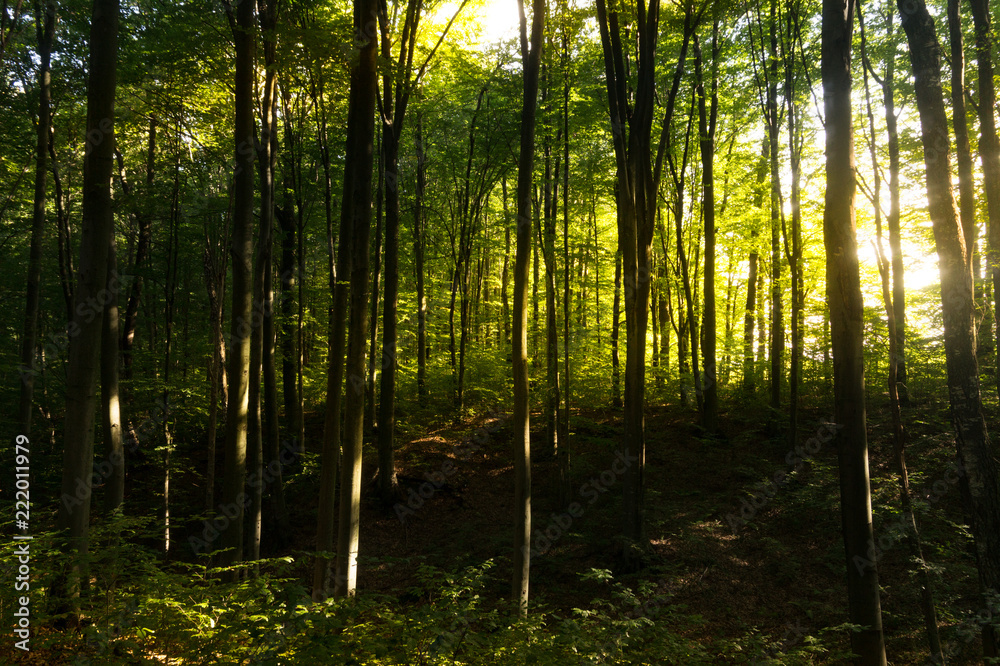 Obraz premium Beech forestBeech forest. Main forest-forming species of European forests