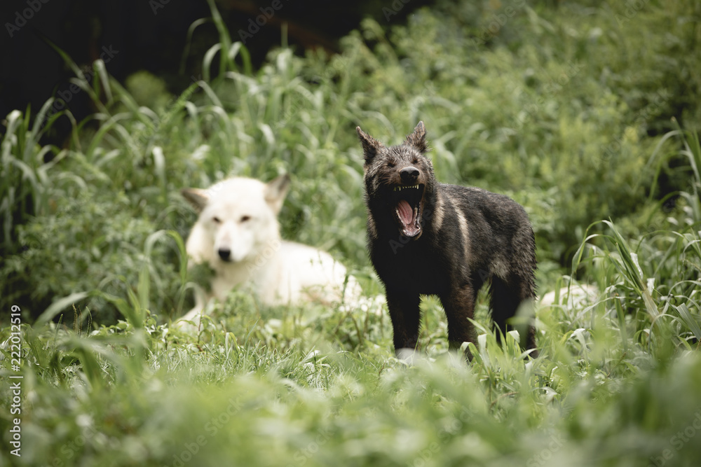 Fototapeta premium Wolf Dad Life