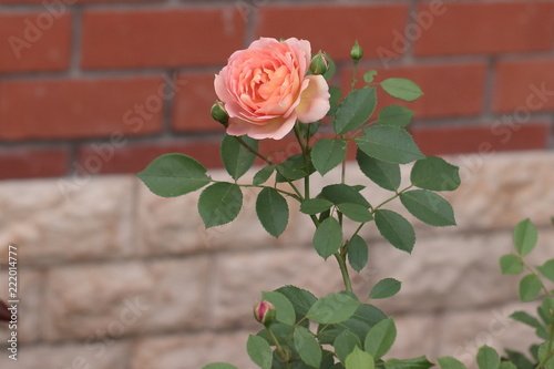 The rose Lady’s of Shalot in the garden.