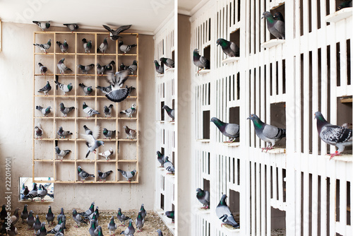 Racing Pigeons gather together in their loft